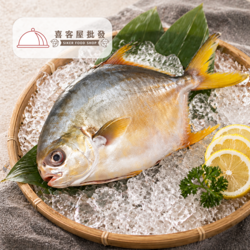 三去黃金鯧魚01 三去黃金鯧魚