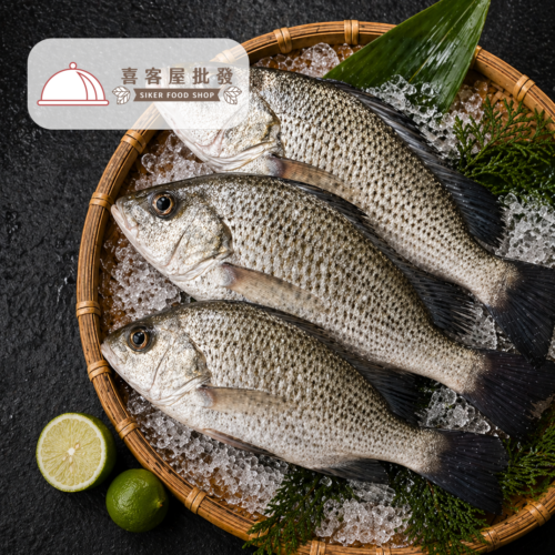 海水石鱸魚01 海水石鱸魚