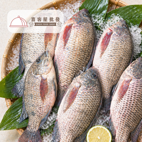 海水養殖吳郭魚03 海水養殖吳郭魚