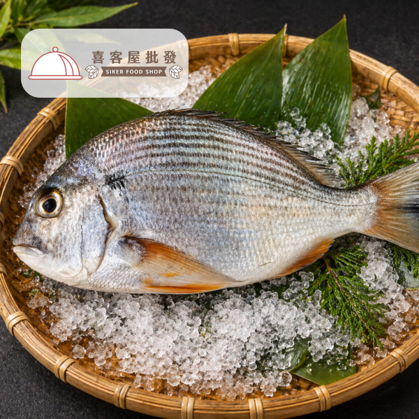 野生斑頭魚 野生斑頭魚