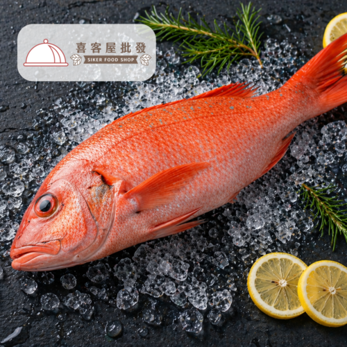 野生紅石斑魚01 野生紅石斑魚