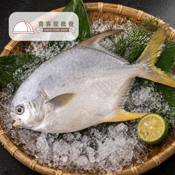 黃金鯧魚 黃金鯧魚